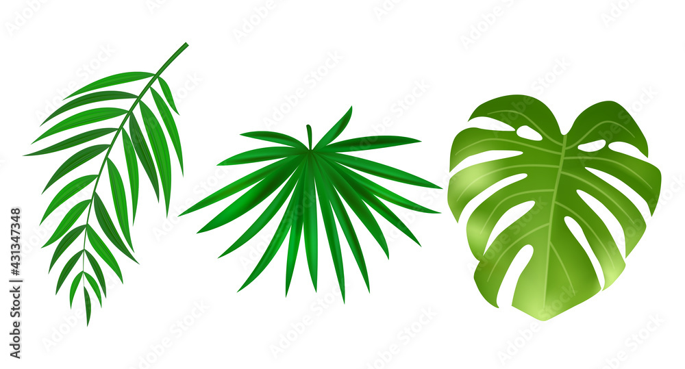 Monstera and palm green leaves isolated on white background. Vector Illustration