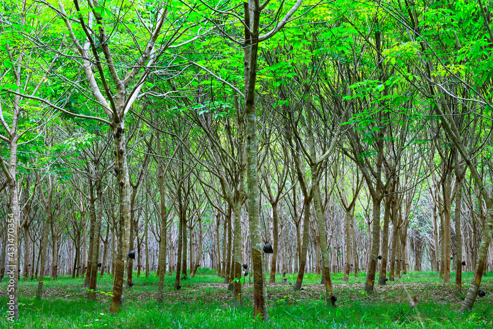 forest of rubber tree in rubber tree plantation, latex is collect in bowl