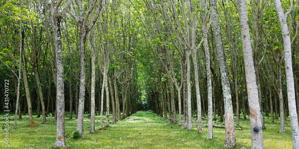 forest of rubber tree in rubber tree plantation, latex is collect in bowl