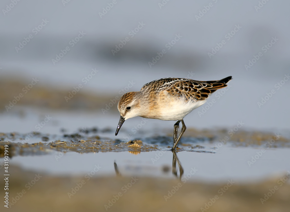 在岸边觅食的小家伙（Calidris minuta）。柔和的晨光。