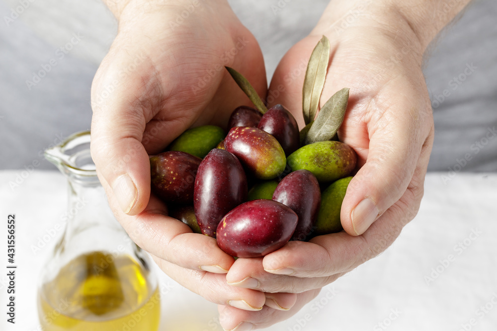 Fresh black and green olives in mens farmer hands on a light background. There is a bottle of olive