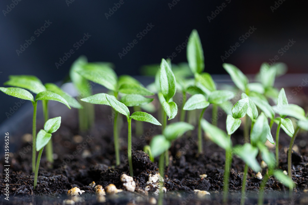 group of small green sprouts