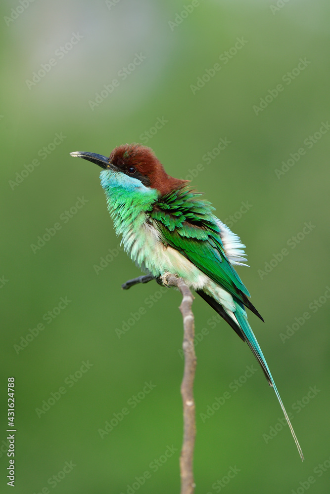 funny bird in shaking action while perching on thin branch among green environment