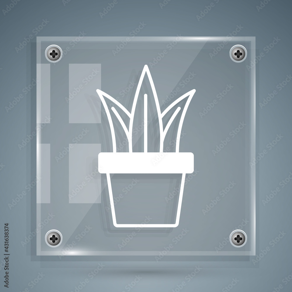 White Plant in pot icon isolated on grey background. Plant growing in a pot. Potted plant sign. Squa