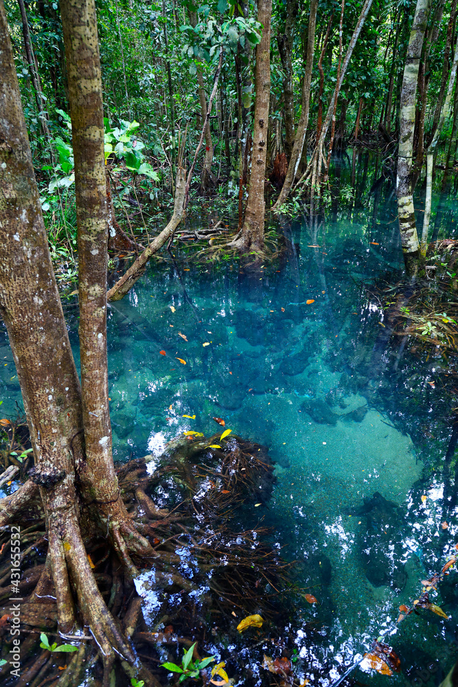 natural blue pond in the middle of mangrove forest