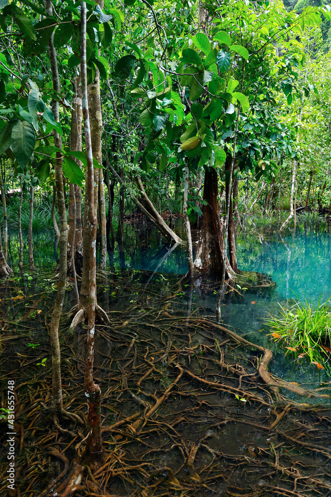 natural blue pond in the middle of mangrove forest