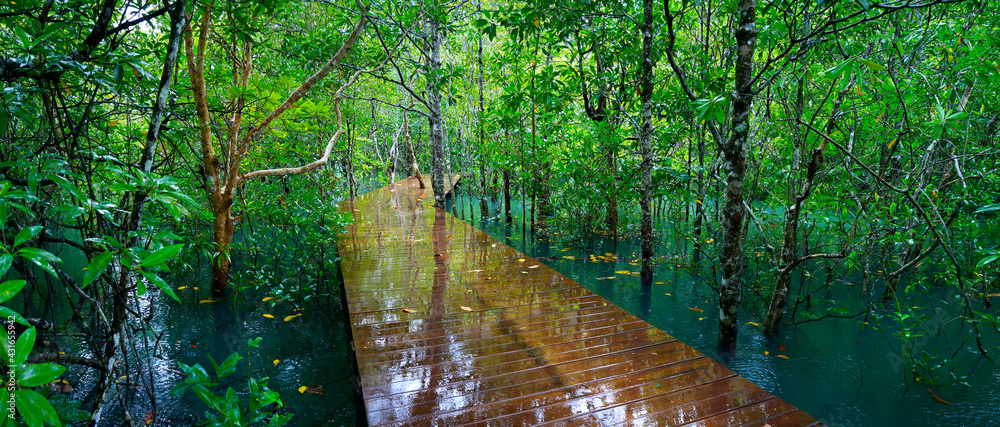 wooden bridge, pathway ,in natural blue pond in the middle of mangrove forest