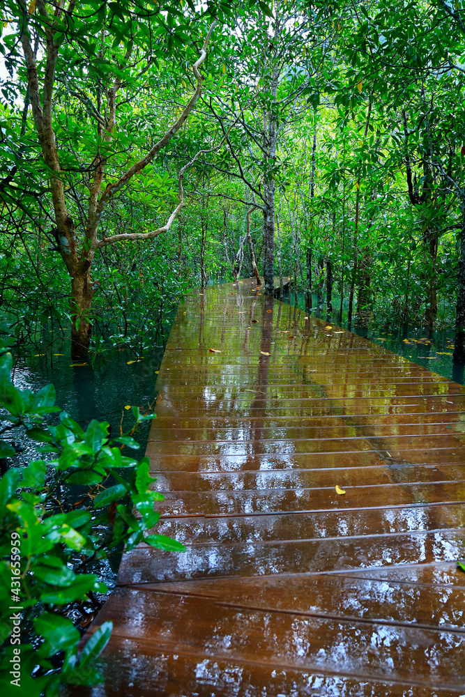 wooden bridge, pathway ,in natural blue pond in the middle of mangrove forest