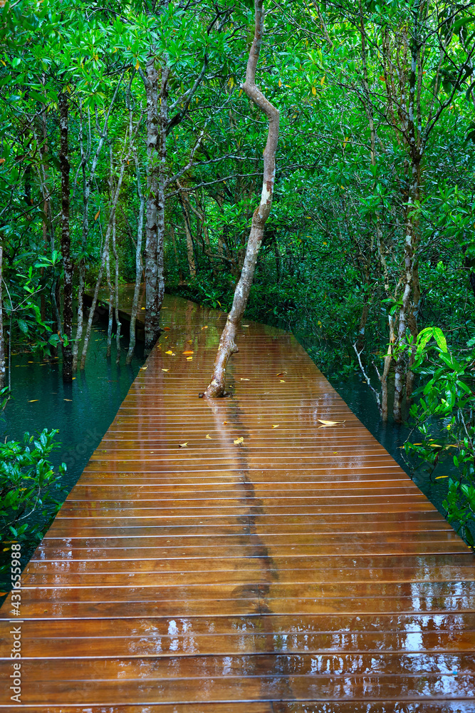 wooden bridge, pathway ,in natural blue pond in the middle of mangrove forest