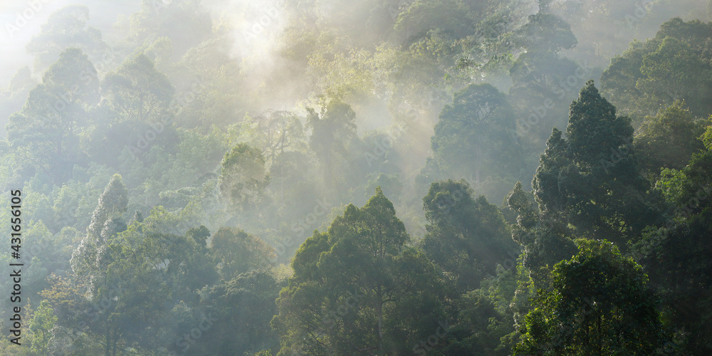 morning mist on the canopy in the rainforest