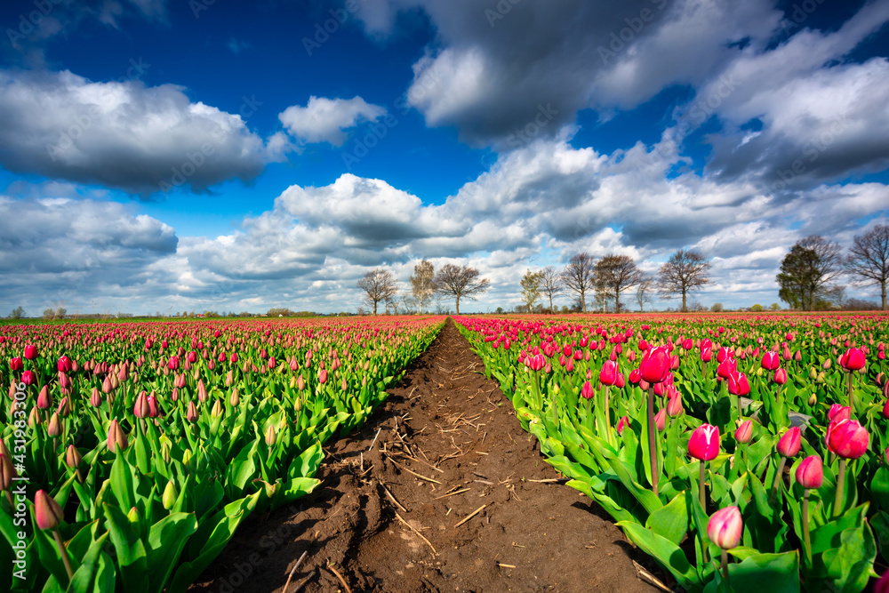 A carpet of blooming tulips in the field of northern Poland