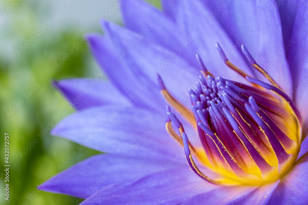 water lily closeup