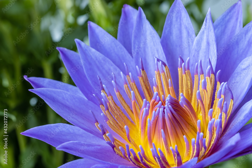 beautiful purple water lily closeup