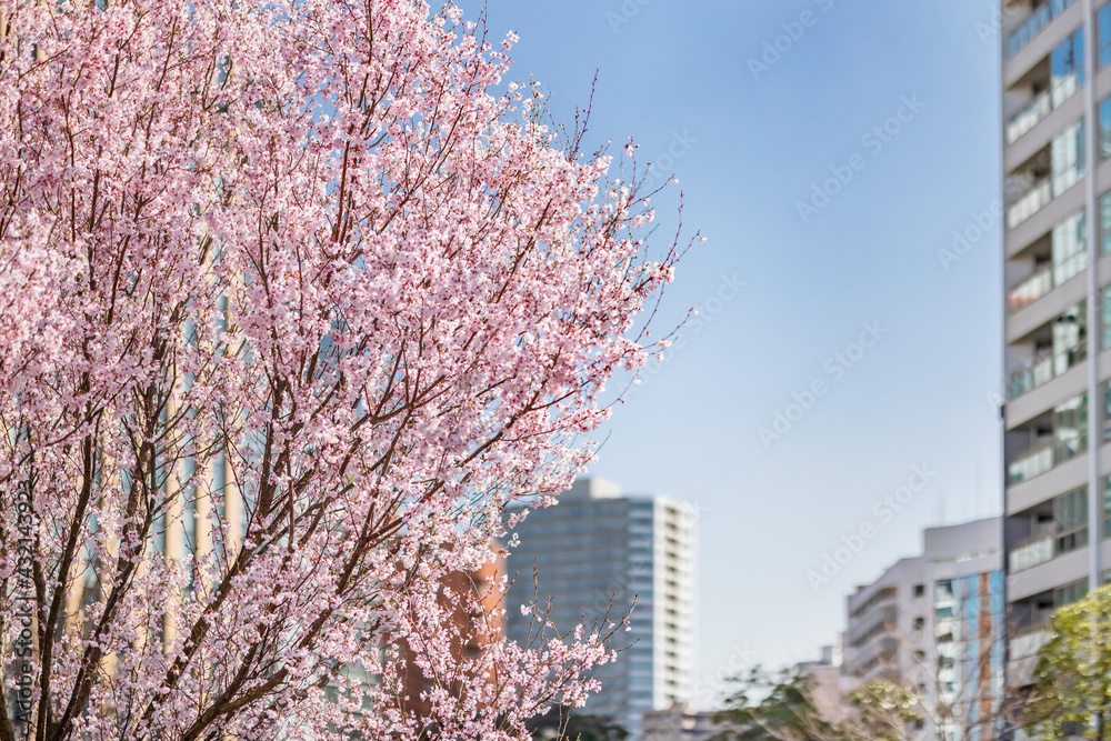 都会に咲く満開の桜の花