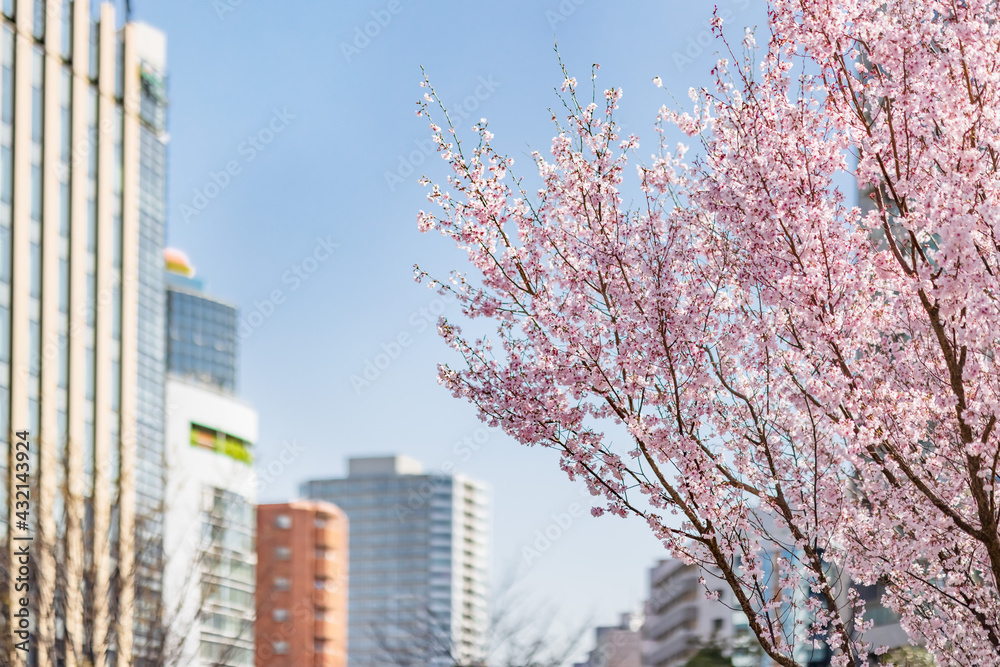 都会に咲く満開の桜の花