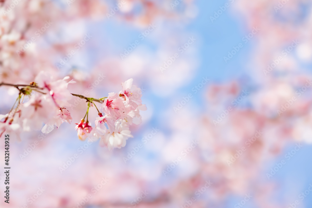 ピンク色の花びらが綺麗な満開の桜