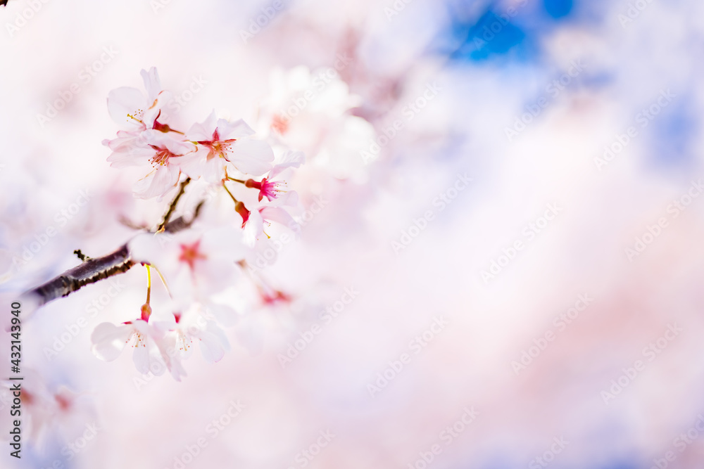 ピンク色の花びらが綺麗な満開の桜