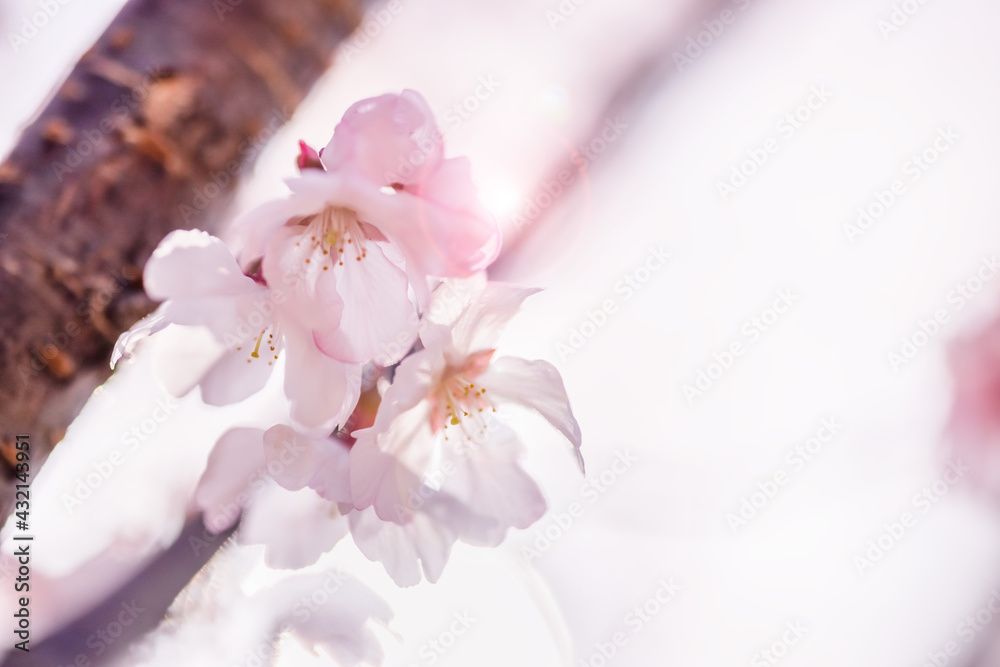 ピンク色の花びらが綺麗な満開の桜