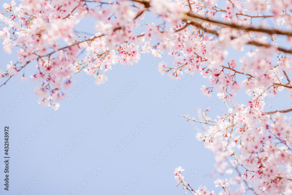 ピンク色の花びらが綺麗な満開の桜