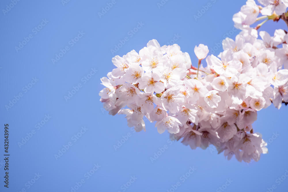 ピンク色の花びらが綺麗な満開の桜