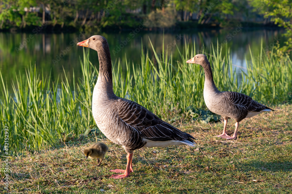 Couple doies avec un jeune poussin