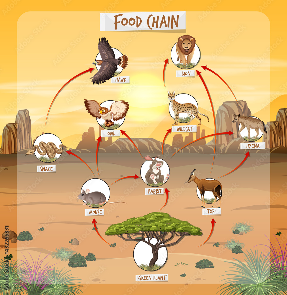 Food chain diagram concept on forest background