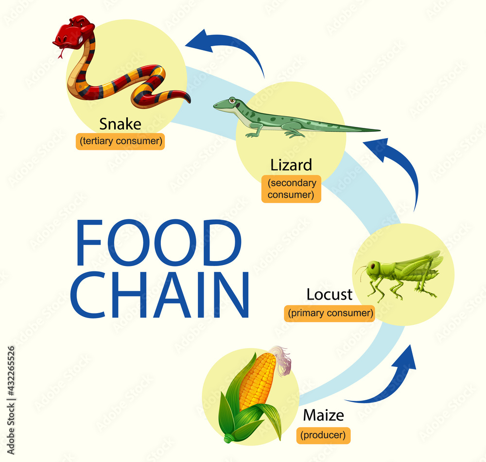 Science food chain diagram