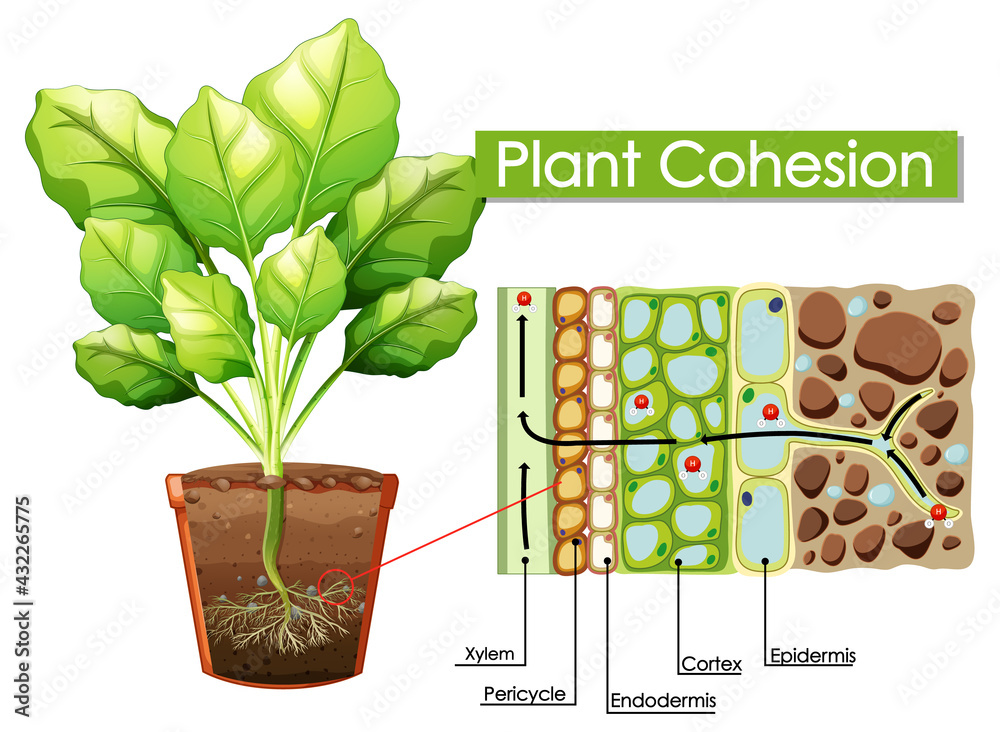 植物凝聚力示意图