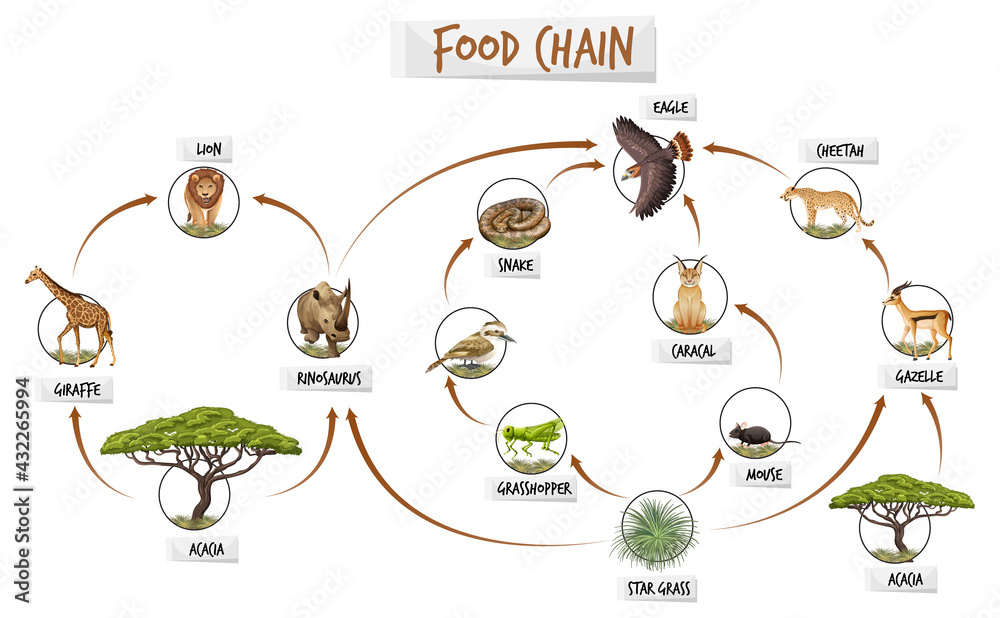 食物链示意图