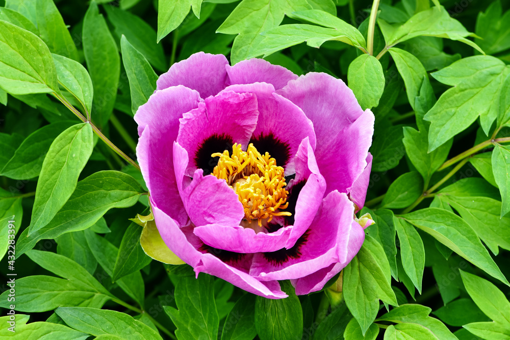 Lush pink peony flower in spring garden