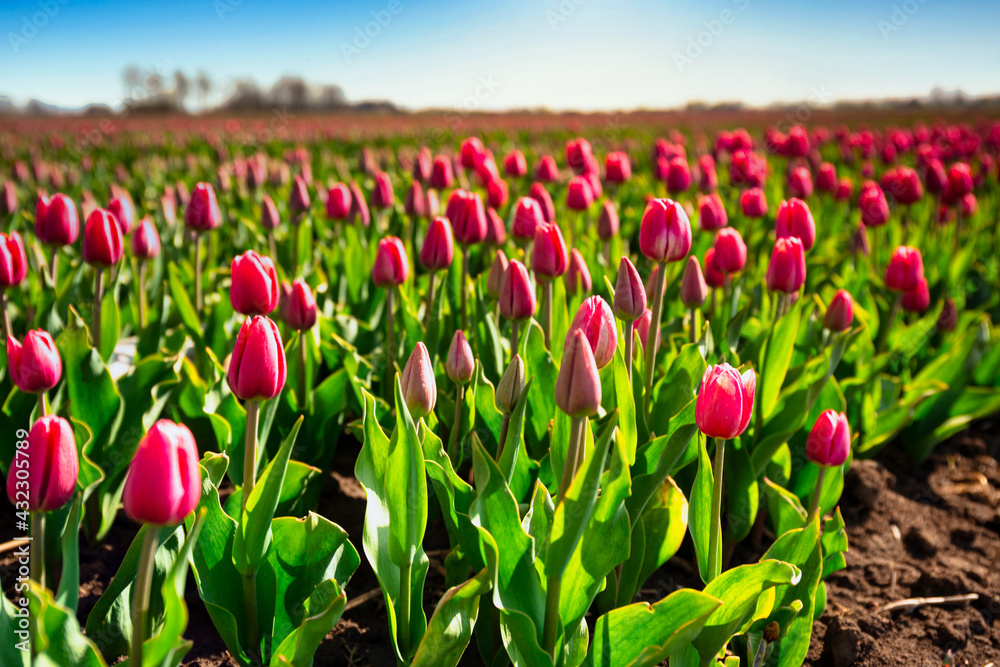 A carpet of blooming tulips in the field of northern Poland