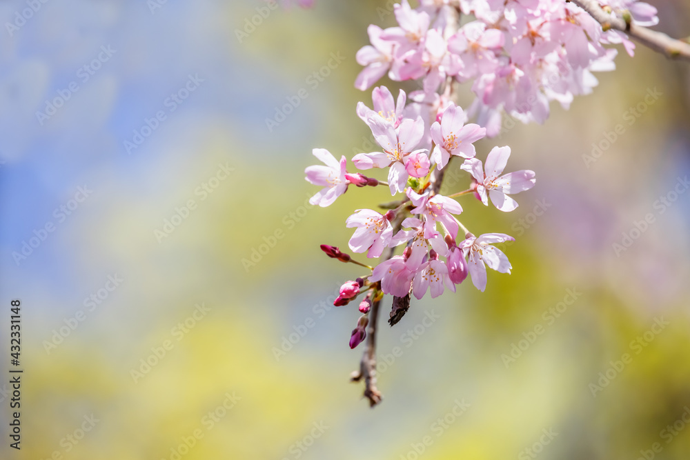 ピンク色の花びらが綺麗な満開の桜