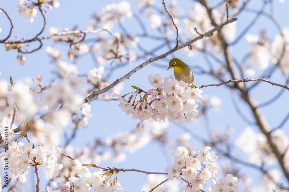 ピンク色の花びらが綺麗な満開の桜とメジロ