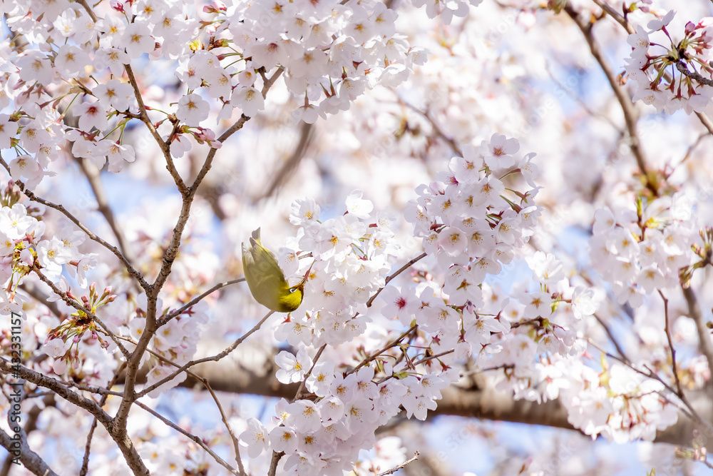 ピンク色の花びらが綺麗な満開の桜とメジロ