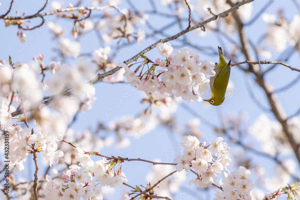 ピンク色の花びらが綺麗な満開の桜とメジロ