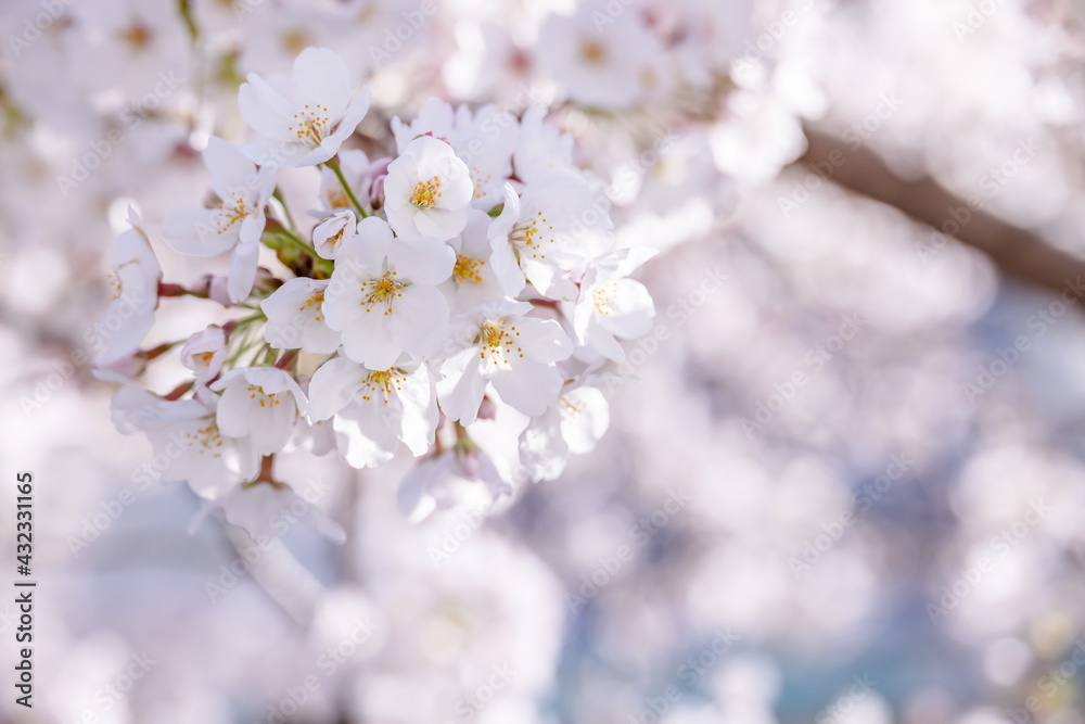 ピンク色の花びらが綺麗な満開の桜