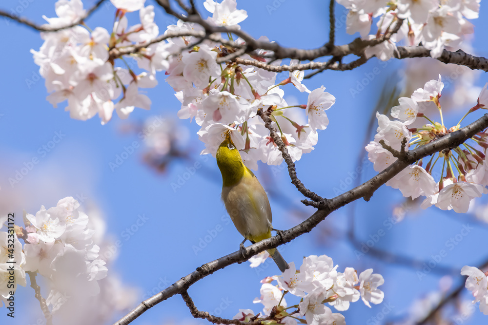 ピンク色の花びらが綺麗な満開の桜とメジロ