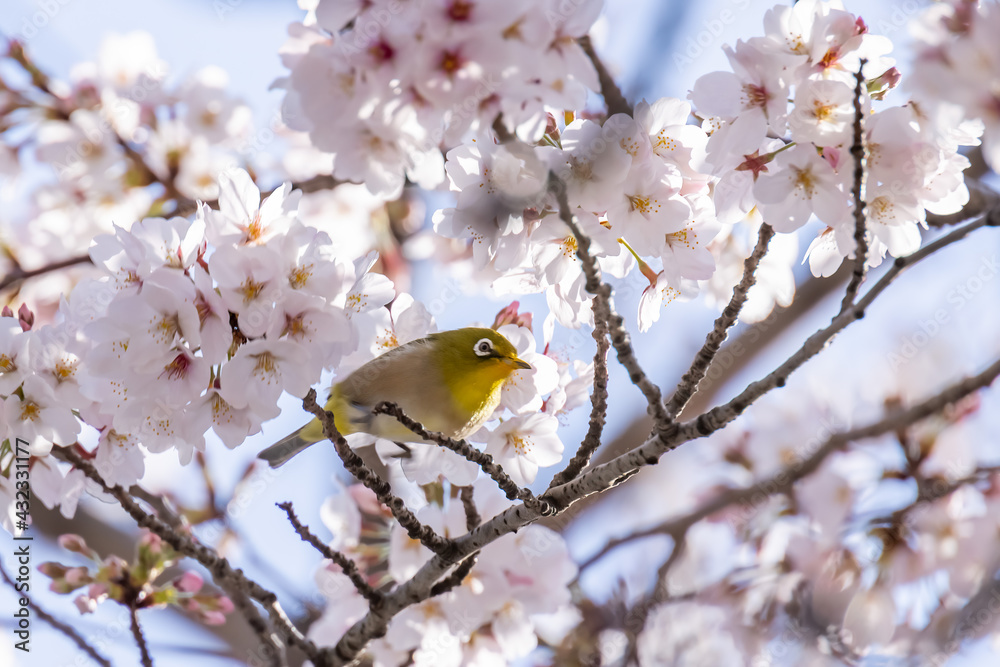 ピンク色の花びらが綺麗な満開の桜とメジロ