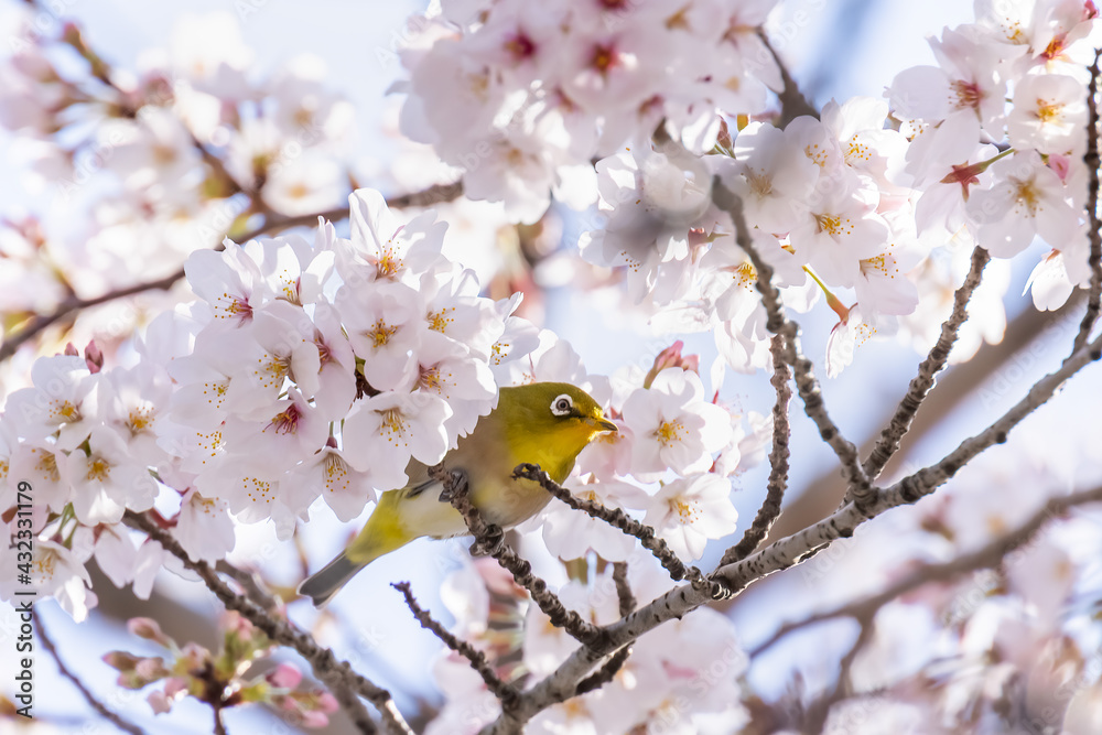 ピンク色の花びらが綺麗な満開の桜とメジロ