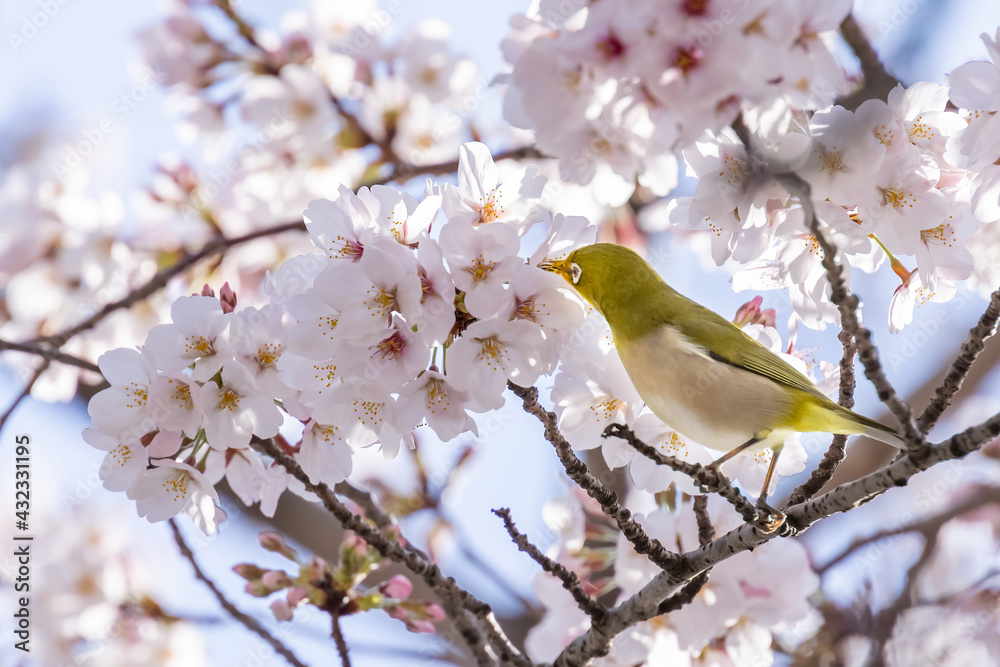 ピンク色の花びらが綺麗な満開の桜とメジロ