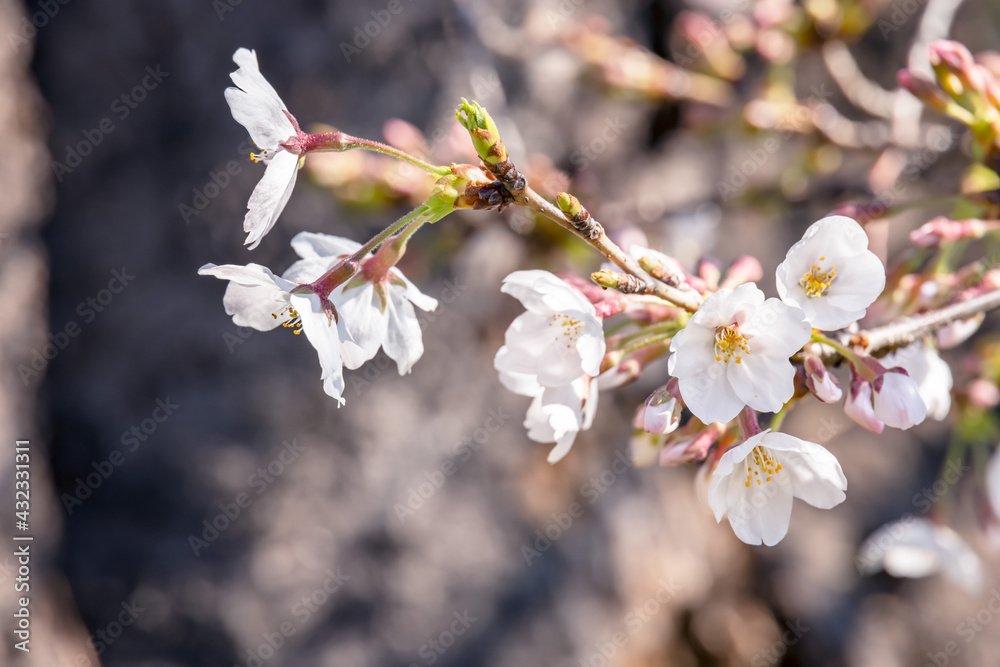 ピンク色の花びらが綺麗な満開の桜