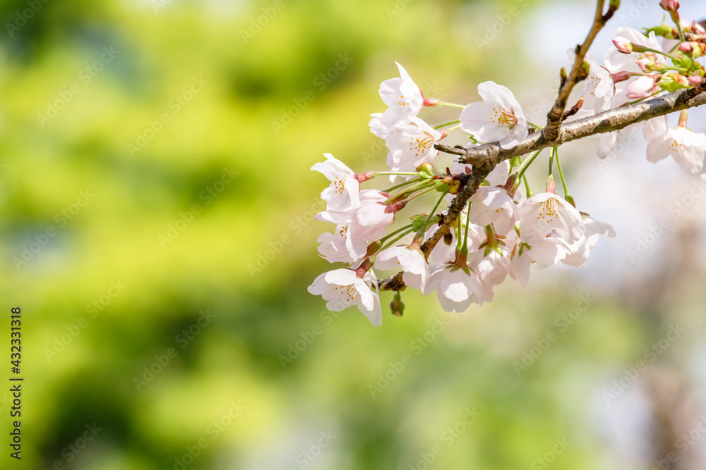 ピンク色の花びらが綺麗な満開の桜