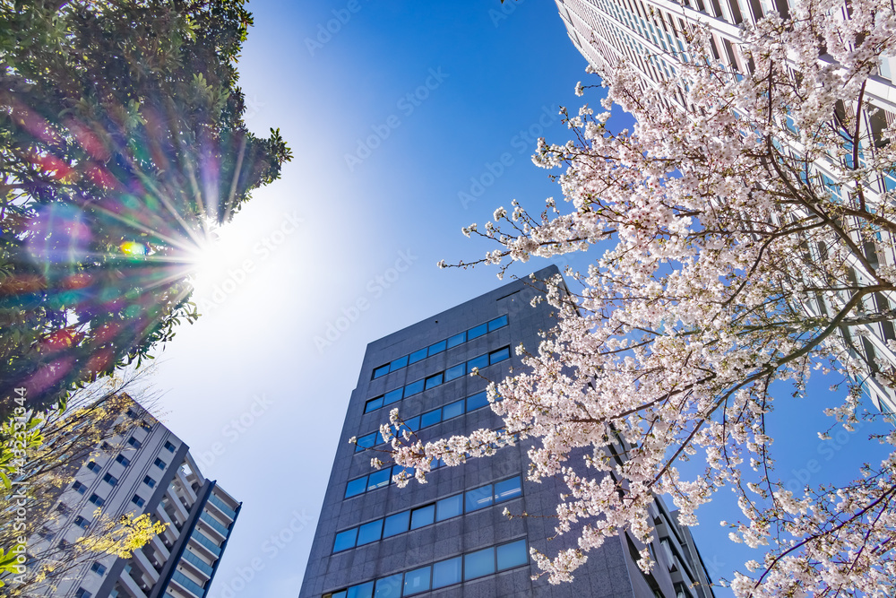 都会に咲く満開の桜の花