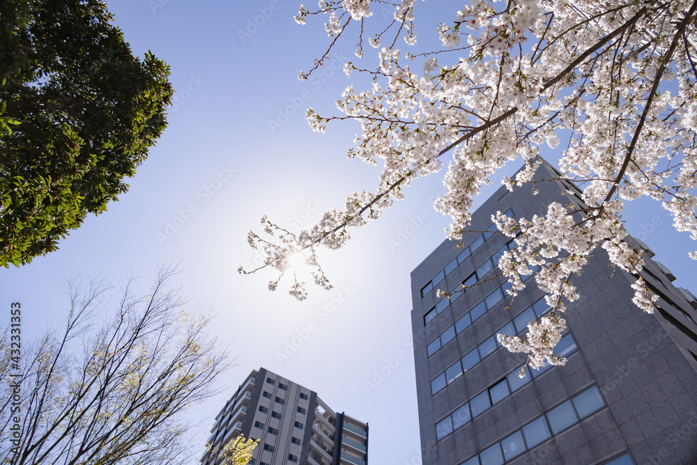 都会に咲く満開の桜の花