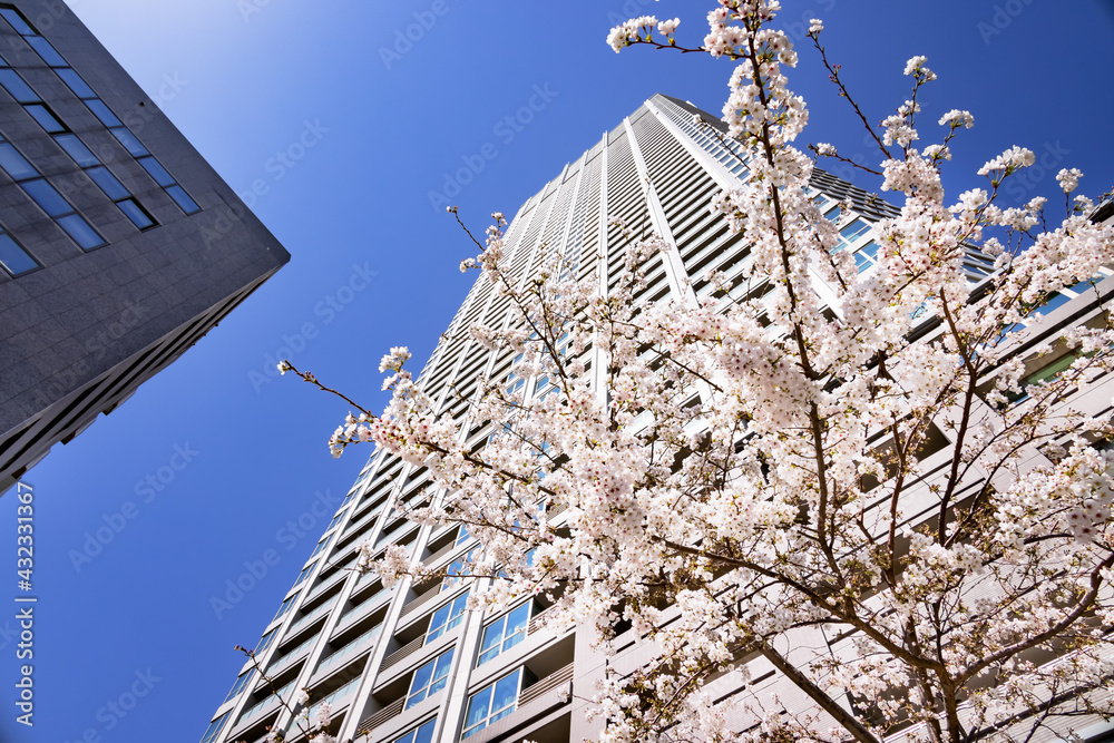 都会に咲く満開の桜の花