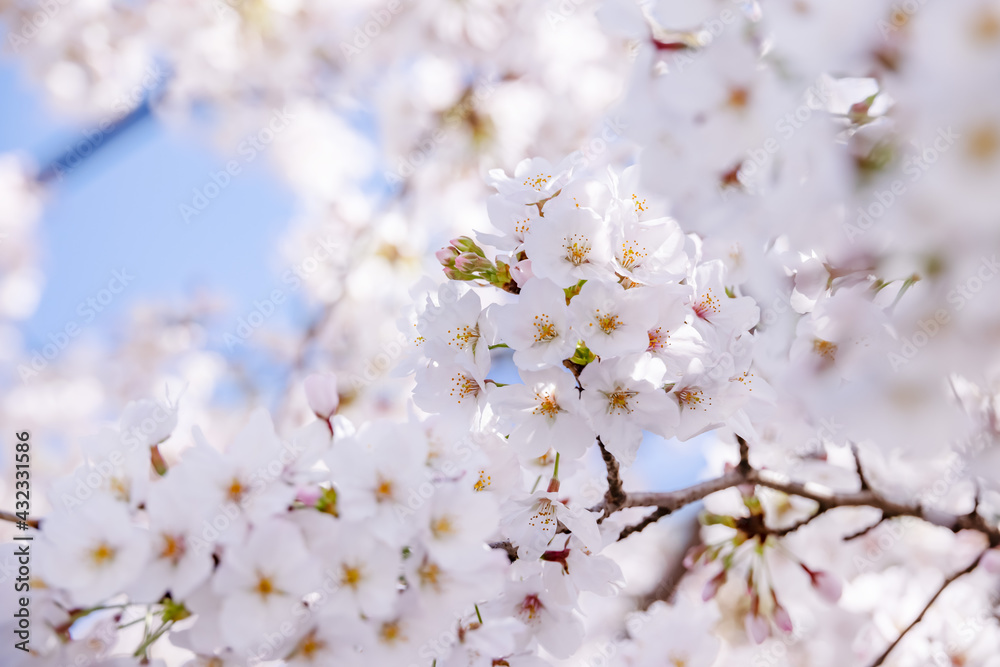 ピンク色の花びらが綺麗な満開の桜