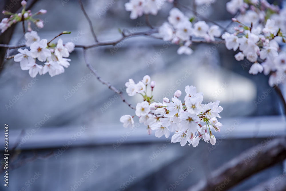 都会に咲く満開の桜の花