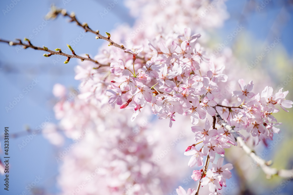 ピンク色の花びらが綺麗な満開の桜