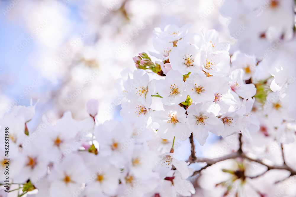 ピンク色の花びらが綺麗な満開の桜