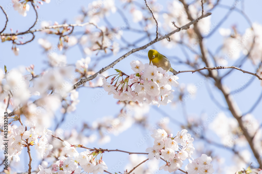 ピンク色の花びらが綺麗な満開の桜とメジロ